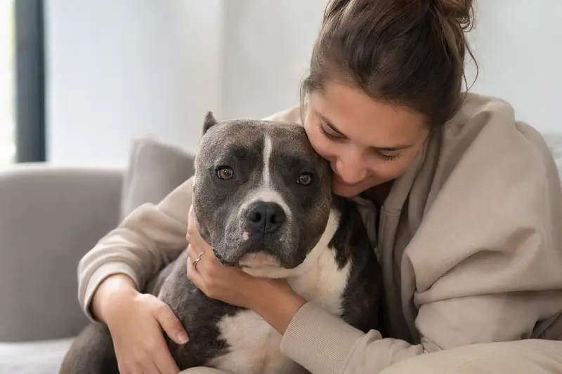 Aufmerksamer American Bully Hund mit sanften Augen in natürlichem Licht.